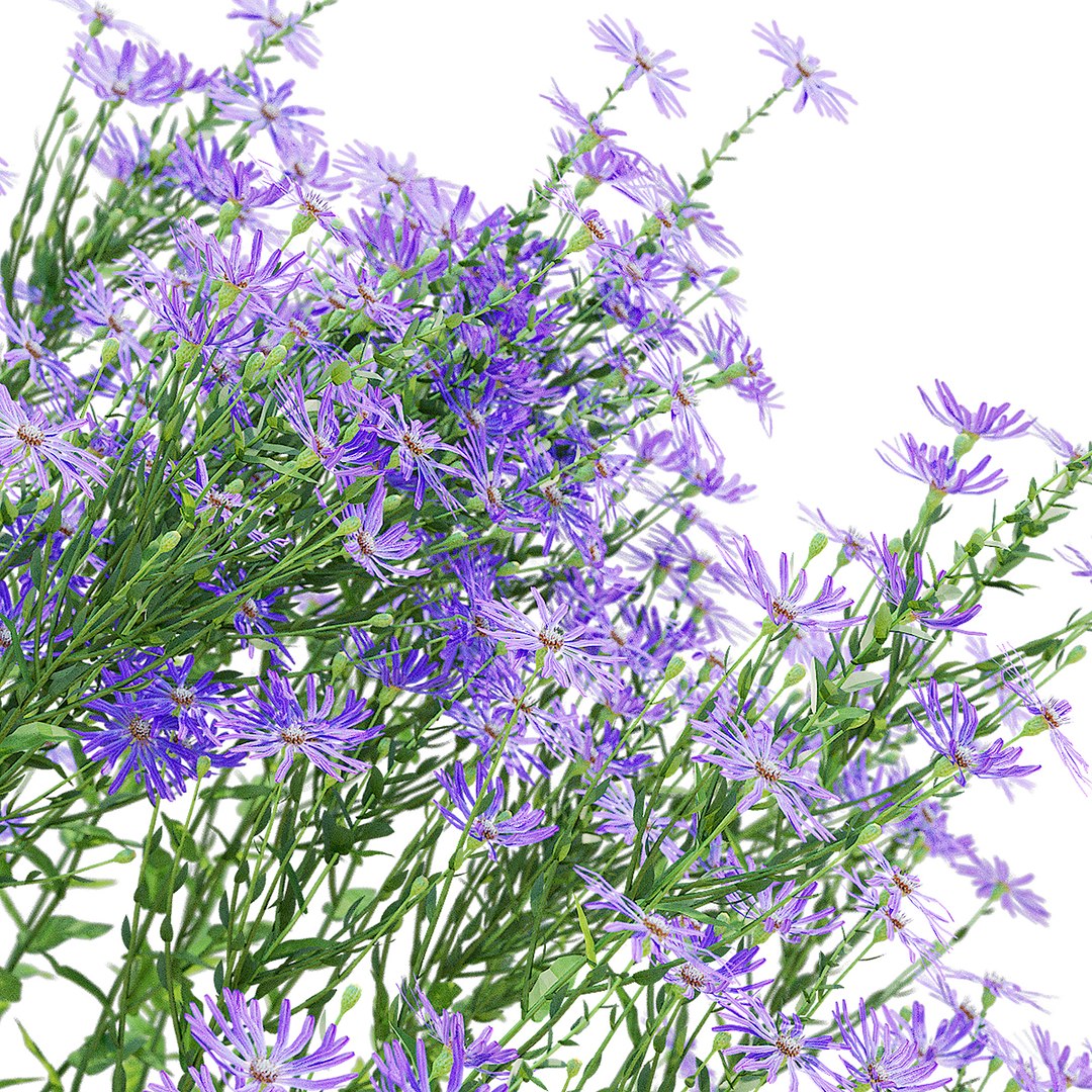 3D Symphyotrichum georgianum flower https://p.turbosquid.com/ts-thumb/jY/3TvLle/Ea/symphyotrichum_georgianum_view_011/jpg/1707905995/1920x1080/fit_q87/bd6705a2d77b3acc58c7bd0b59b2dfe432fe4e40/symphyotrichum_georgianum_view_011.jpg