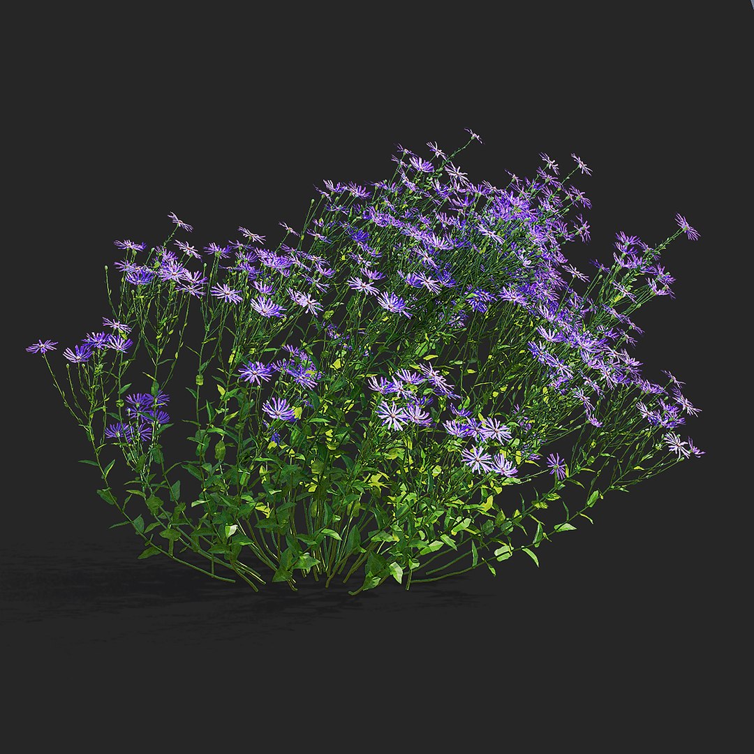 3D Symphyotrichum georgianum flower https://p.turbosquid.com/ts-thumb/jY/3TvLle/FW/symphyotrichum_georgianum_view_001/jpg/1707905991/1920x1080/fit_q87/93c498e062ed90bfdaaffb305155df43e8fb2dd9/symphyotrichum_georgianum_view_001.jpg
