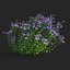 Symphyotrichum georgianum flower
