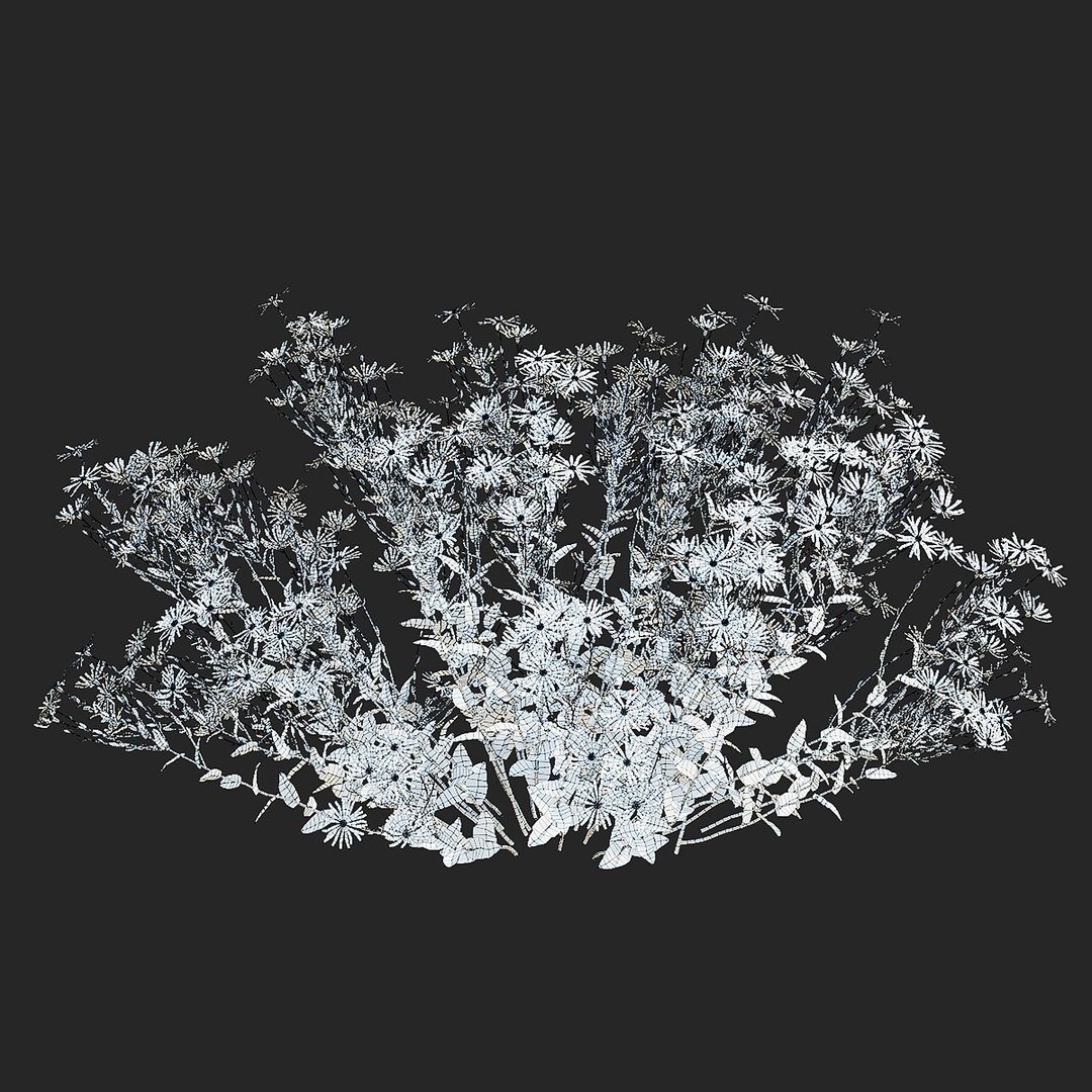 3D Symphyotrichum georgianum flower https://p.turbosquid.com/ts-thumb/jY/3TvLle/Ga/symphyotrichum_georgianum_view_010/jpg/1707906003/1920x1080/fit_q87/a7ab8cf7fbbd672b64da54a10fd241f88afd1df6/symphyotrichum_georgianum_view_010.jpg