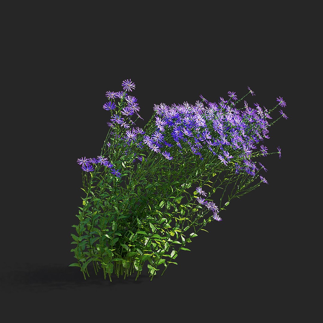 3D Symphyotrichum georgianum flower https://p.turbosquid.com/ts-thumb/jY/3TvLle/QO/symphyotrichum_georgianum_view_014/jpg/1707905996/1920x1080/fit_q87/df1add61dbf5bf4935c4ffab81df4fae89ddc0c3/symphyotrichum_georgianum_view_014.jpg