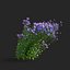 Symphyotrichum georgianum flower