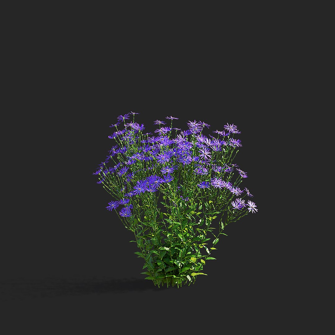 3D Symphyotrichum georgianum flower https://p.turbosquid.com/ts-thumb/jY/3TvLle/iR/symphyotrichum_georgianum_view_015/jpg/1707905996/1920x1080/fit_q87/52574febf03b0efbdbb2392f8040bf47e011070f/symphyotrichum_georgianum_view_015.jpg