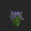 Symphyotrichum georgianum flower