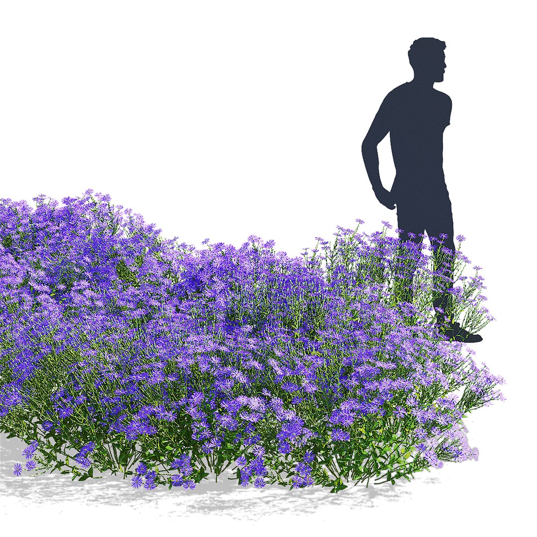 3D Symphyotrichum georgianum flower https://p.turbosquid.com/ts-thumb/jY/3TvLle/ni/symphyotrichum_georgianum_view_006/jpg/1707905994/1920x1080/fit_q87/fa49bcf1a53c50407cf310c48cc3441384b8269a/symphyotrichum_georgianum_view_006.jpg