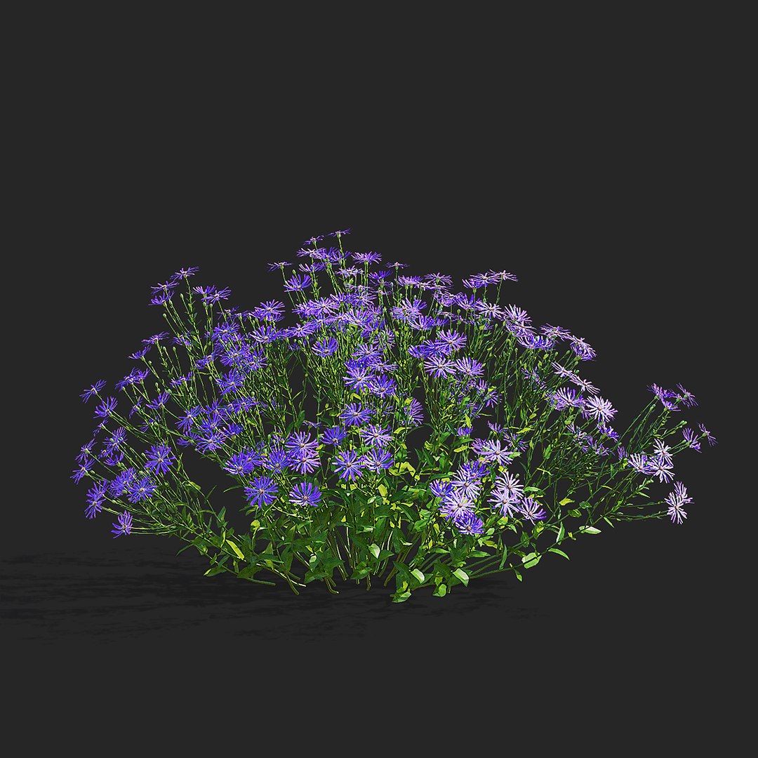 3D Symphyotrichum georgianum flower https://p.turbosquid.com/ts-thumb/jY/3TvLle/qJ/symphyotrichum_georgianum_view_003/jpg/1707905992/1920x1080/fit_q87/82ac57a477aab6e5183f9988cc46c3e4bc2b1082/symphyotrichum_georgianum_view_003.jpg