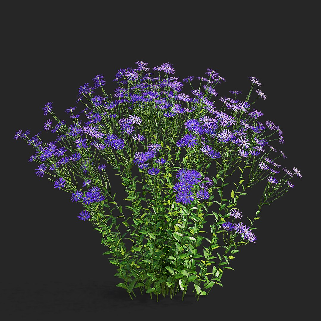 3D Symphyotrichum georgianum flower https://p.turbosquid.com/ts-thumb/jY/3TvLle/qT/symphyotrichum_georgianum_view_013/jpg/1707905996/1920x1080/fit_q87/d3156fbb1ff57c973b124c9f4cb975b53daaa7bf/symphyotrichum_georgianum_view_013.jpg