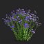 Symphyotrichum georgianum flower