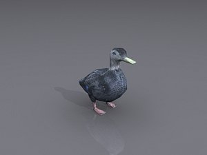 duck