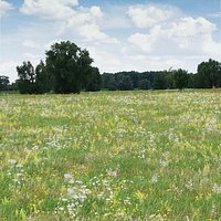 Wild Flower Grass