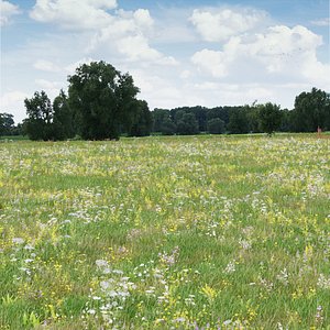Wild Flower Grass