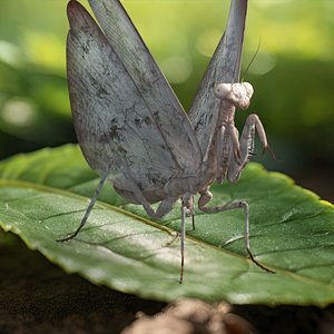 Praying Mantis Insect Fur for Maya 3D model