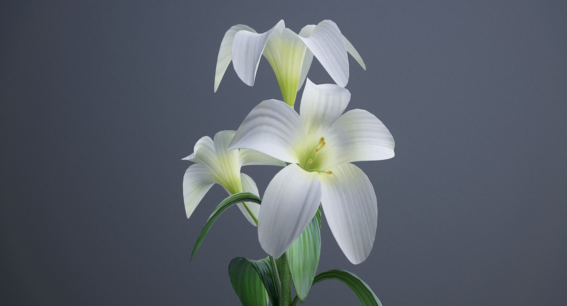 3D lily white https://p.turbosquid.com/ts-thumb/jY/JQc24i/1LCCOFNm/screenshot006/png/1554403853/1920x1080/fit_q87/5b1d805e1a13eceb7e84af49044be21f79785ea7/screenshot006.jpg