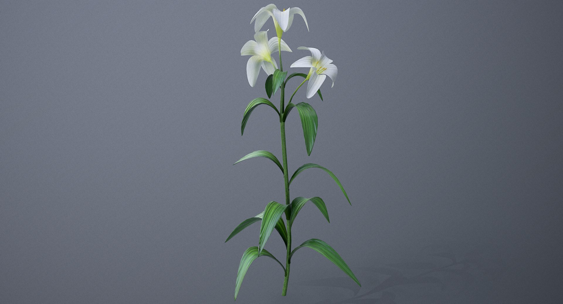 3D lily white https://p.turbosquid.com/ts-thumb/jY/JQc24i/BrMVGids/screenshot002/png/1554403853/1920x1080/fit_q87/ec9ab8ddae9f28fa4f6aedba8f7181195b60cb69/screenshot002.jpg
