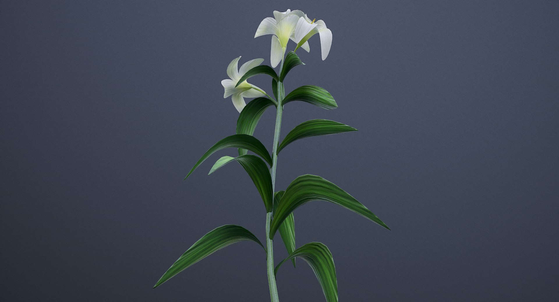 3D lily white https://p.turbosquid.com/ts-thumb/jY/JQc24i/J8Dxhj9G/screenshot008/png/1554403854/1920x1080/fit_q87/04e48658d02fefcea5e584dccb5424d857d4afe2/screenshot008.jpg
