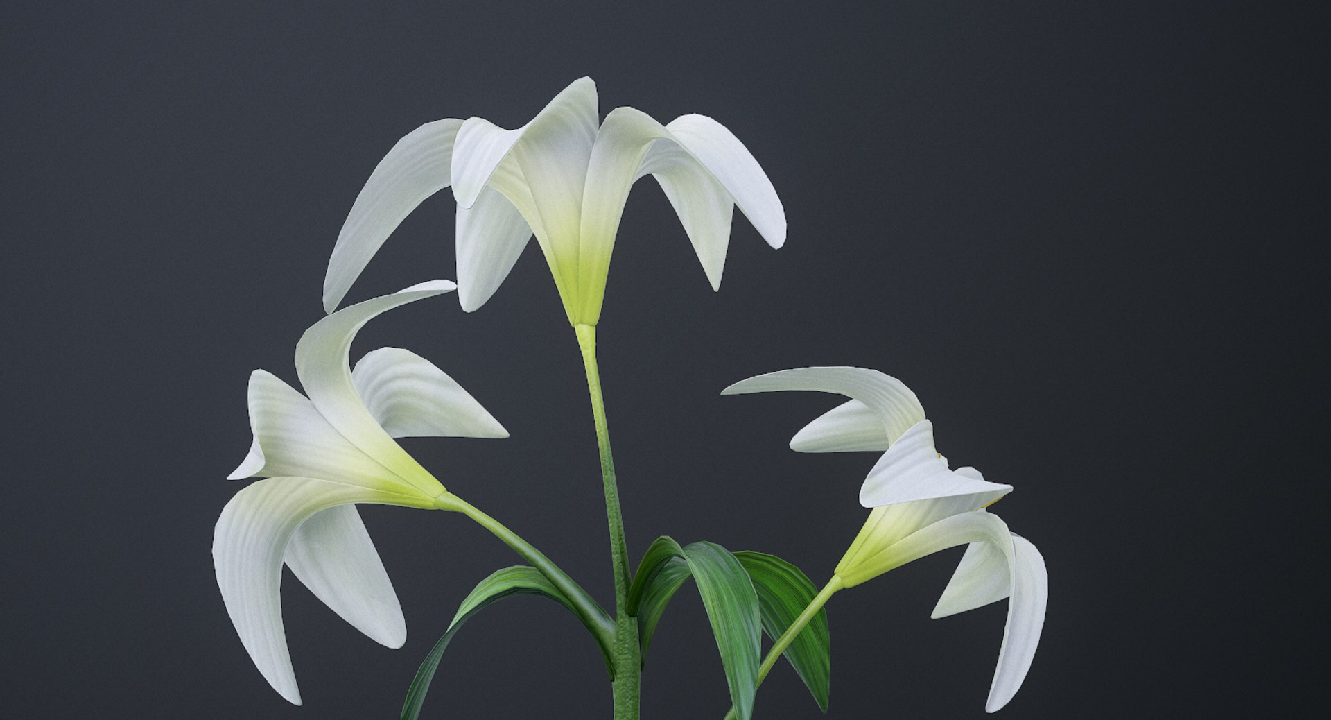 3D lily white https://p.turbosquid.com/ts-thumb/jY/JQc24i/PmGy2zWX/screenshot007/png/1554403853/1920x1080/fit_q87/25ac32864bea08c5521e6b969f40bd49e9a38cc4/screenshot007.jpg