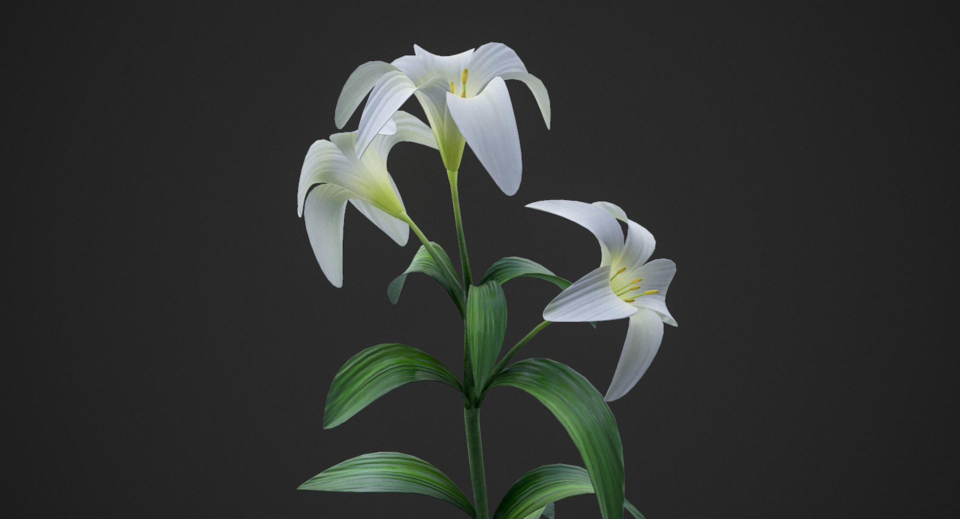 3D lily white https://p.turbosquid.com/ts-thumb/jY/JQc24i/RBn7F0au/00/png/1554406951/1920x1080/turn_fit_q99/9df0711dbbc26c04b9f3d09fd949a2d0de3f9d05/00-1.jpg