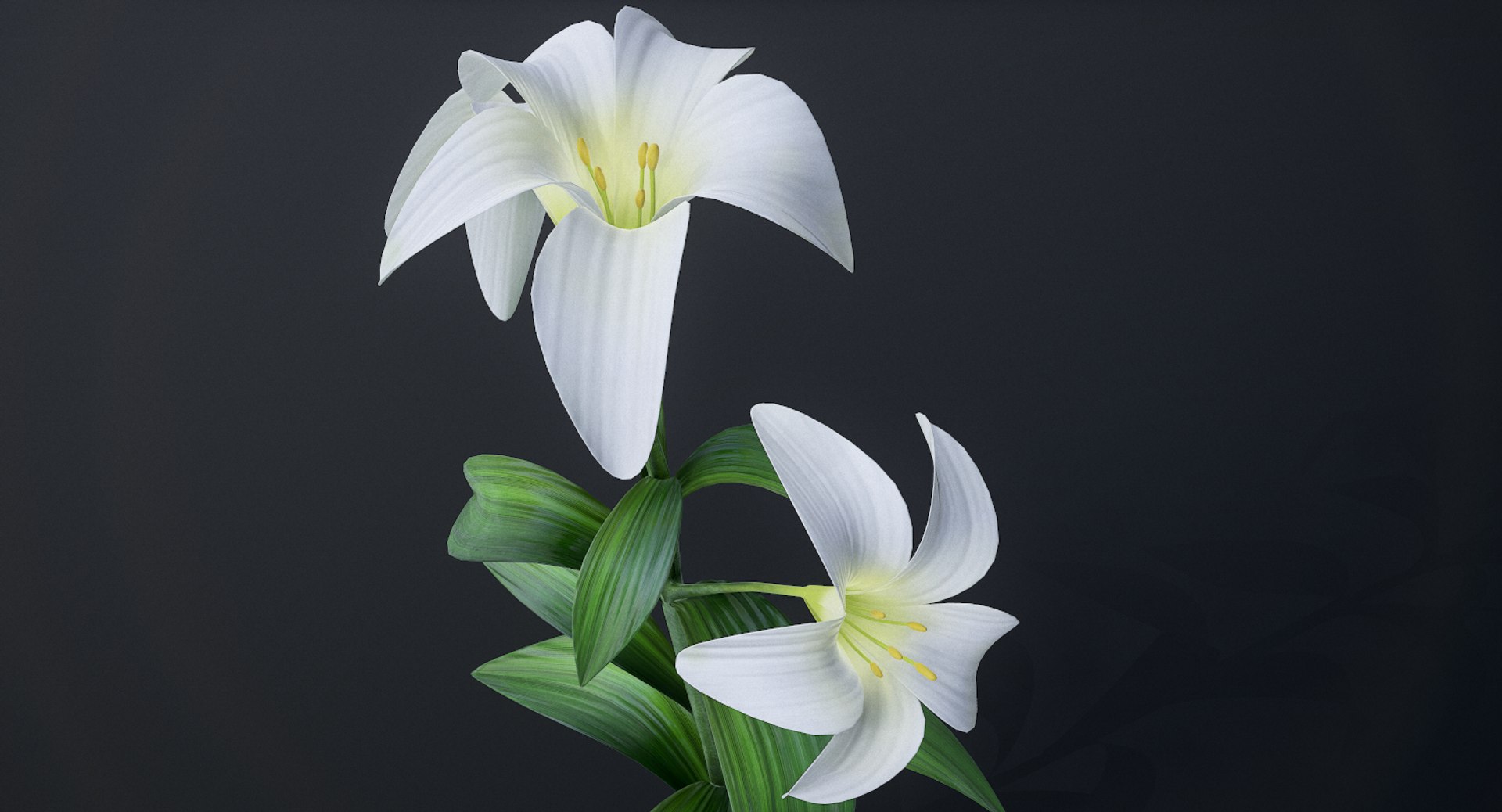 3D lily white https://p.turbosquid.com/ts-thumb/jY/JQc24i/S2u0VE7T/screenshot005/png/1554403853/1920x1080/fit_q87/1fce2f390bf87d1df7b0150e7dc3e7c373ce219c/screenshot005.jpg