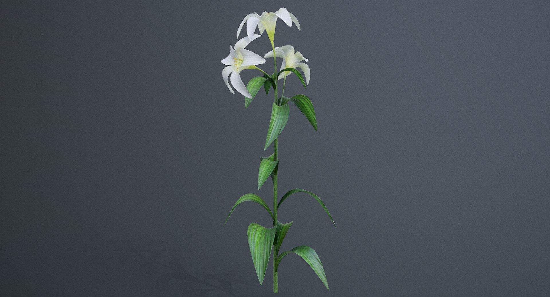 3D lily white https://p.turbosquid.com/ts-thumb/jY/JQc24i/WPeIuiLp/screenshot003/png/1554403853/1920x1080/fit_q87/5141706bae611625aca1a520a6a5f9b15081f9f1/screenshot003.jpg