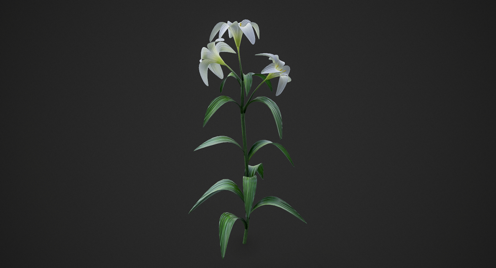 3D lily white https://p.turbosquid.com/ts-thumb/jY/JQc24i/WpnkNUQZ/00/png/1554407005/1920x1080/turn_fit_q99/44566edb8f02cb37c2fa1f849008c815b7bbcd61/00-1.jpg