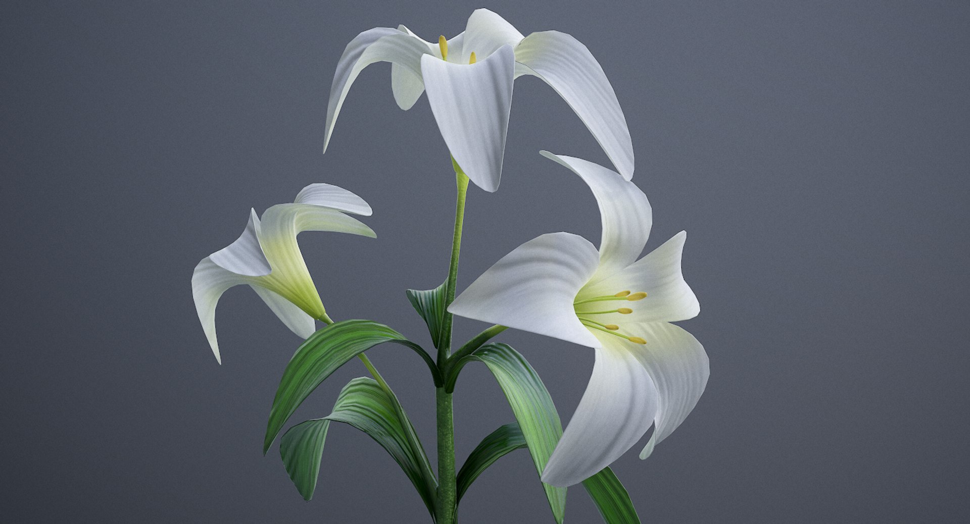 3D lily white https://p.turbosquid.com/ts-thumb/jY/JQc24i/tFOF7l7Z/screenshot004/png/1554403853/1920x1080/fit_q87/6ebf8c297d786e5afbf41804461e6c4bf805f88e/screenshot004.jpg
