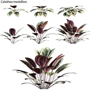 Calathea medallion