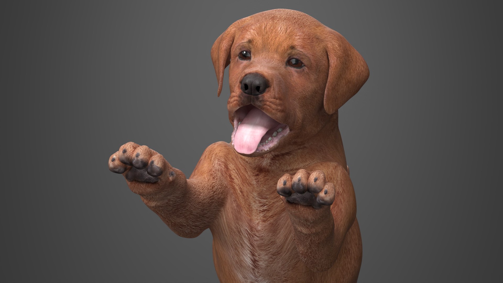 Playful Brown Labrador Puppy Standing 3D Model - TurboSquid 2410854