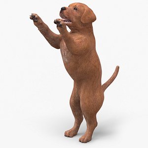 Playful Brown Labrador Puppy Standing 3D model