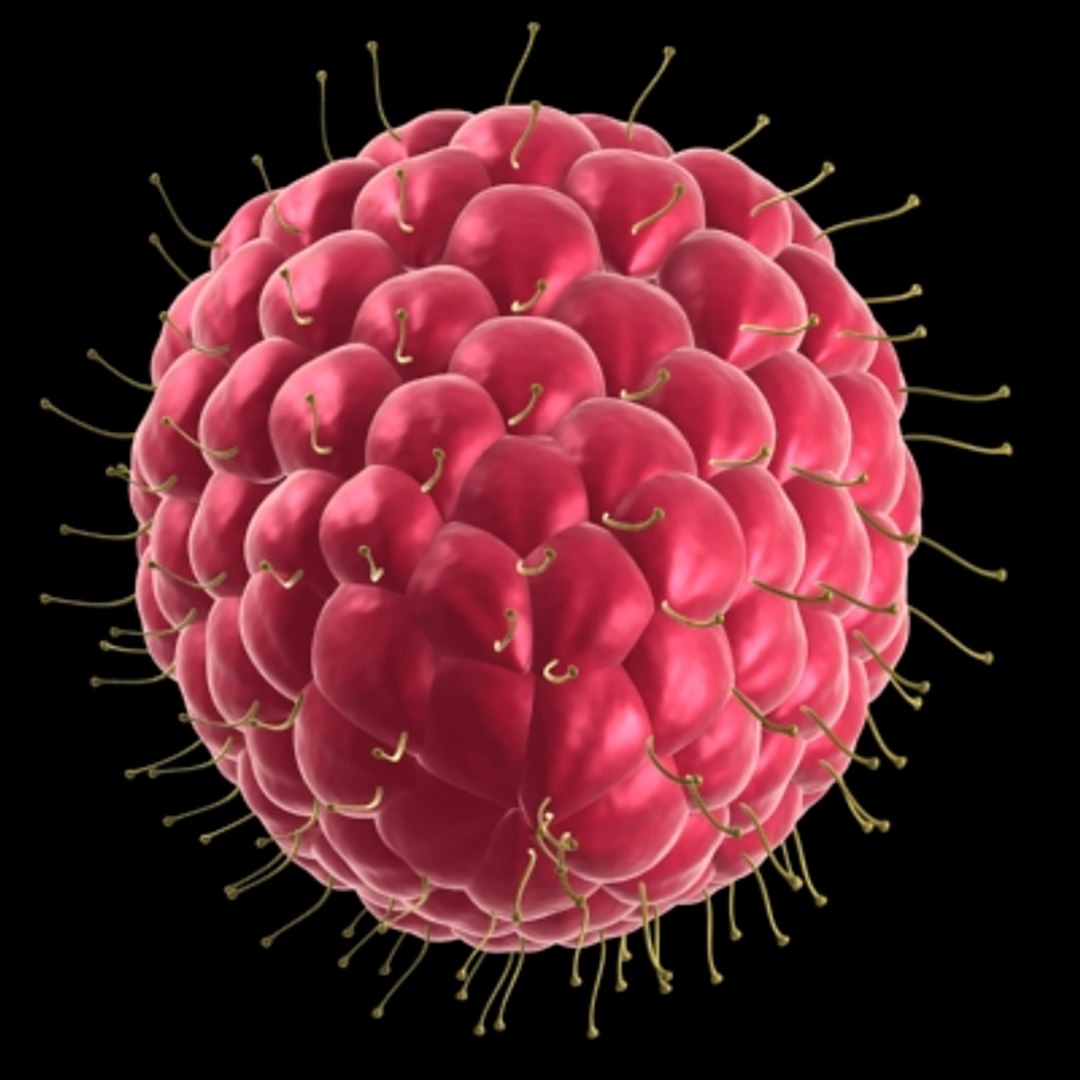 Raspberry Ruit