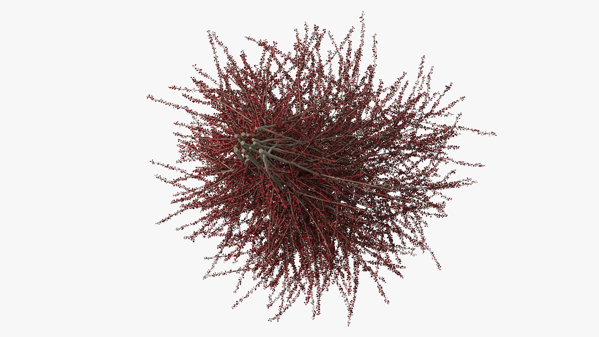 Barberry Bush Red model https://p.turbosquid.com/ts-thumb/jZ/3saKLQ/3Y/barberrybushredmb3dmodel008/jpg/1640876922/1920x1080/fit_q87/86ce468d940a073c38bc98355957e4da17ca2faa/barberrybushredmb3dmodel008.jpg