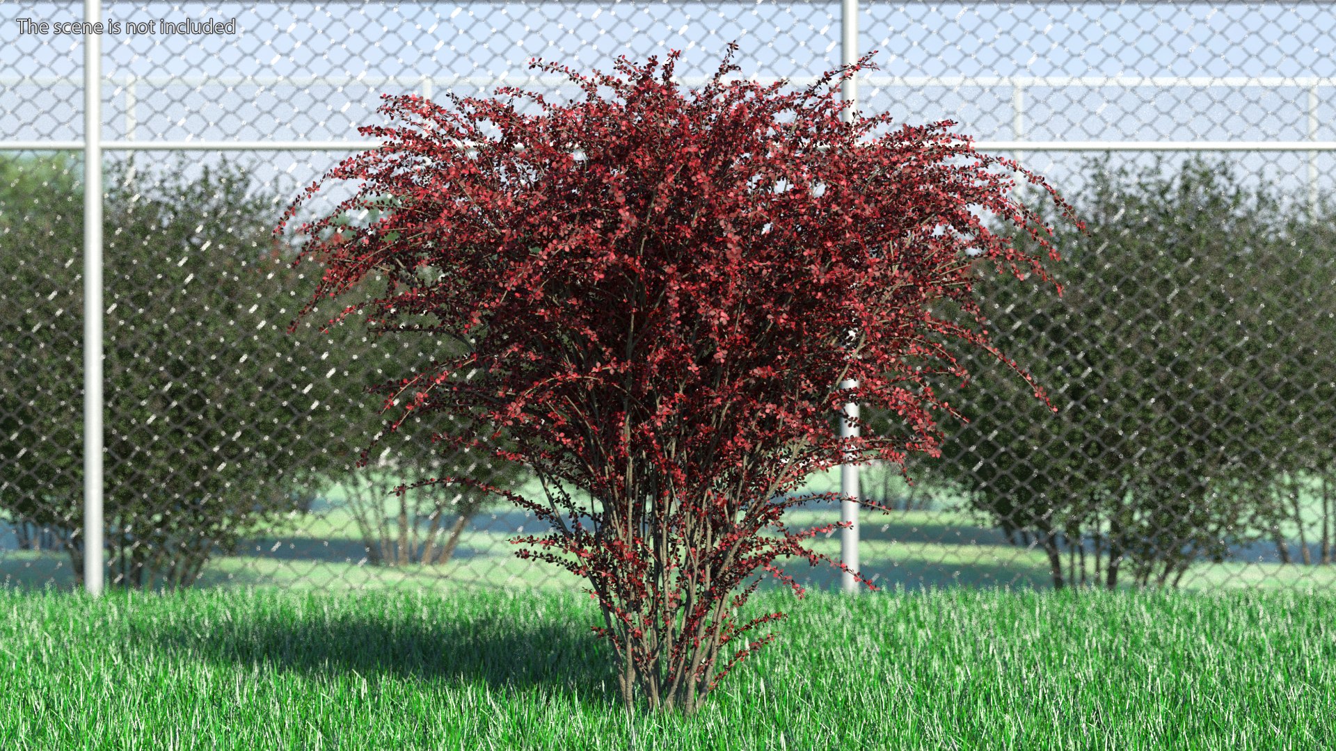 Barberry Bush Red model https://p.turbosquid.com/ts-thumb/jZ/3saKLQ/IZ/barberrybushredmb3dmodel002/jpg/1640876902/1920x1080/fit_q87/938f293bd97dfbf57150e3e5003a001a77e9b85d/barberrybushredmb3dmodel002.jpg