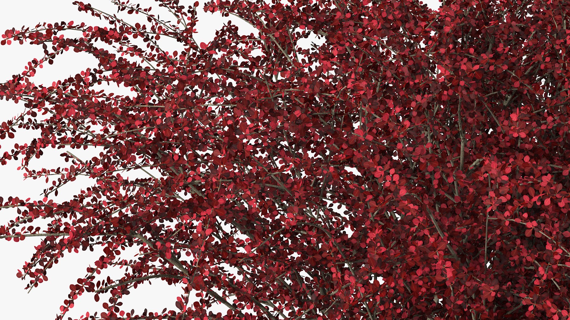 Barberry Bush Red model https://p.turbosquid.com/ts-thumb/jZ/3saKLQ/Nk/barberrybushredmb3dmodel009/jpg/1640876925/1920x1080/fit_q87/2f924a1d0c0d7569af45612c16e3eea238bffd72/barberrybushredmb3dmodel009.jpg