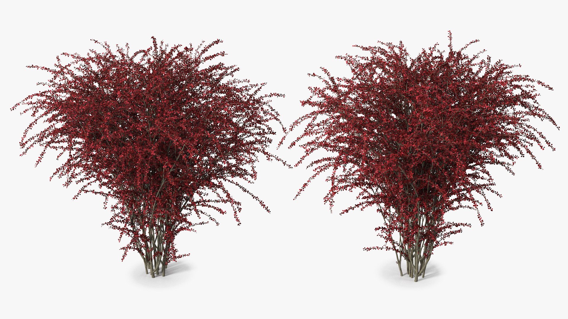 Barberry Bush Red model https://p.turbosquid.com/ts-thumb/jZ/3saKLQ/RA/barberrybushredmb3dmodel006/jpg/1640876915/1920x1080/fit_q87/ca549499cf085f70ba3a92e5bee7b78471ae9980/barberrybushredmb3dmodel006.jpg