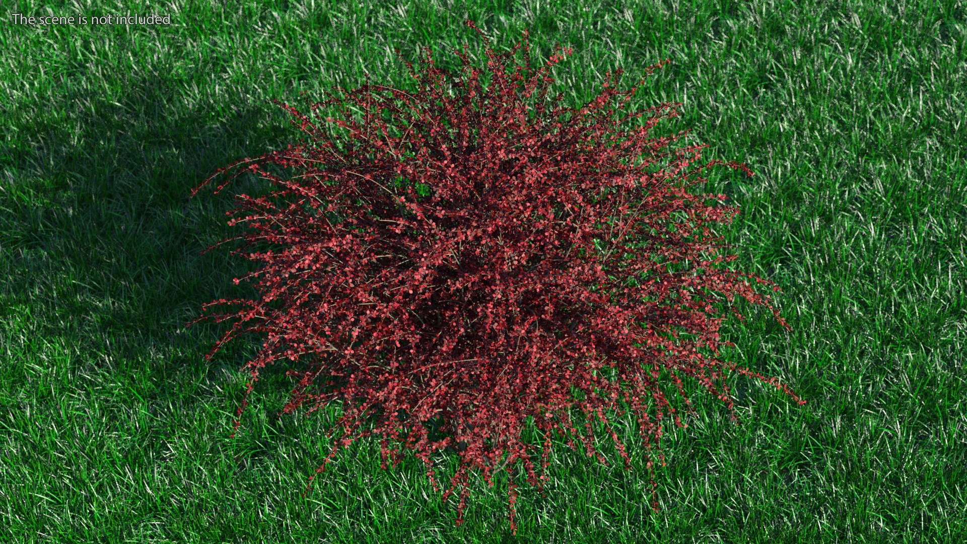 Barberry Bush Red model https://p.turbosquid.com/ts-thumb/jZ/3saKLQ/TZ/barberrybushredmb3dmodel004/jpg/1640876909/1920x1080/fit_q87/bb8ccc9229097b4f8f10f1d6fef1987aa66a98c0/barberrybushredmb3dmodel004.jpg
