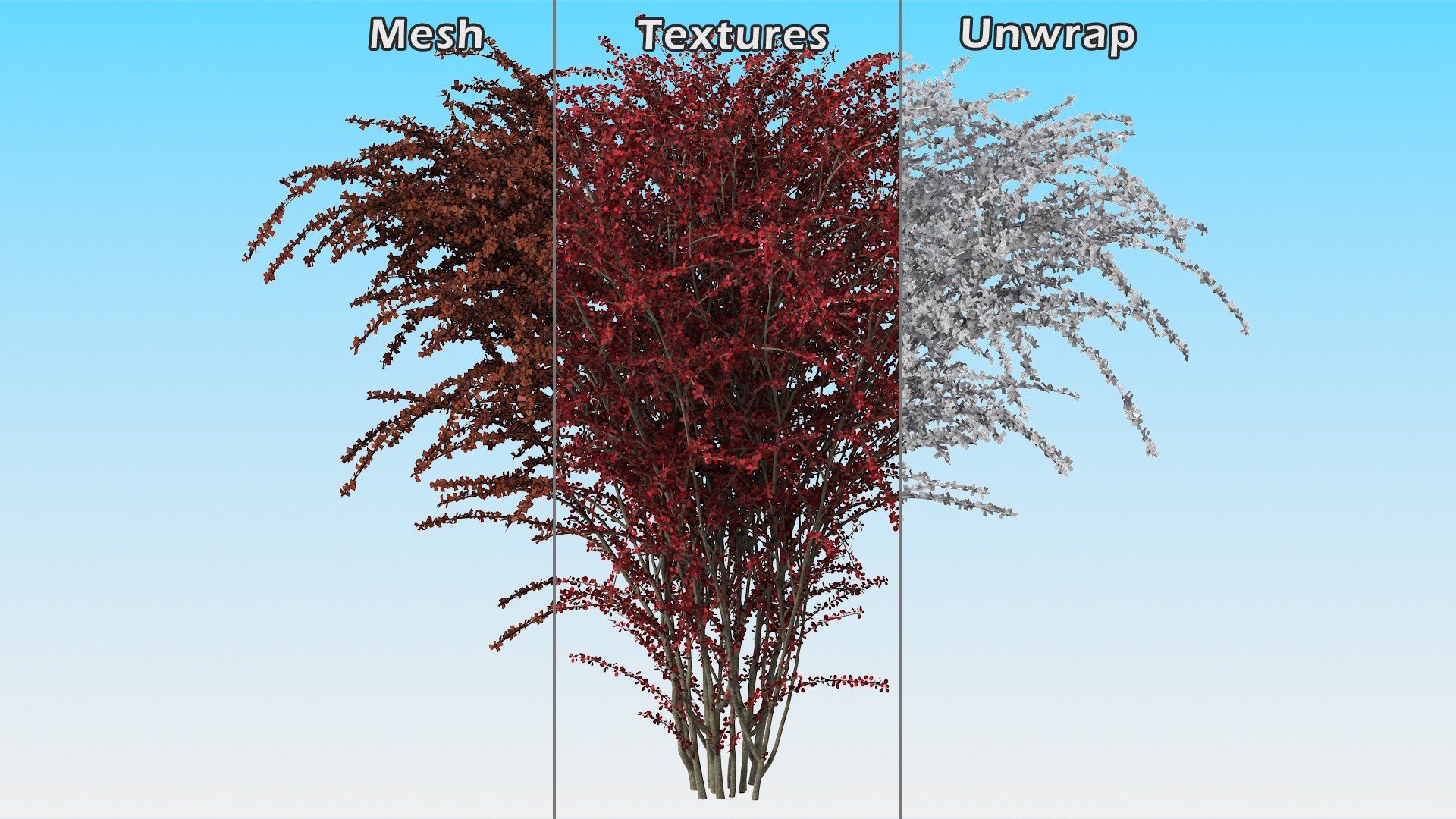 Barberry Bush Red model https://p.turbosquid.com/ts-thumb/jZ/3saKLQ/Wt/barberrybushredmb3dmodel015/jpg/1640876943/1920x1080/fit_q87/0062f4443ee08331dcac80a43be04496591e0f7e/barberrybushredmb3dmodel015.jpg