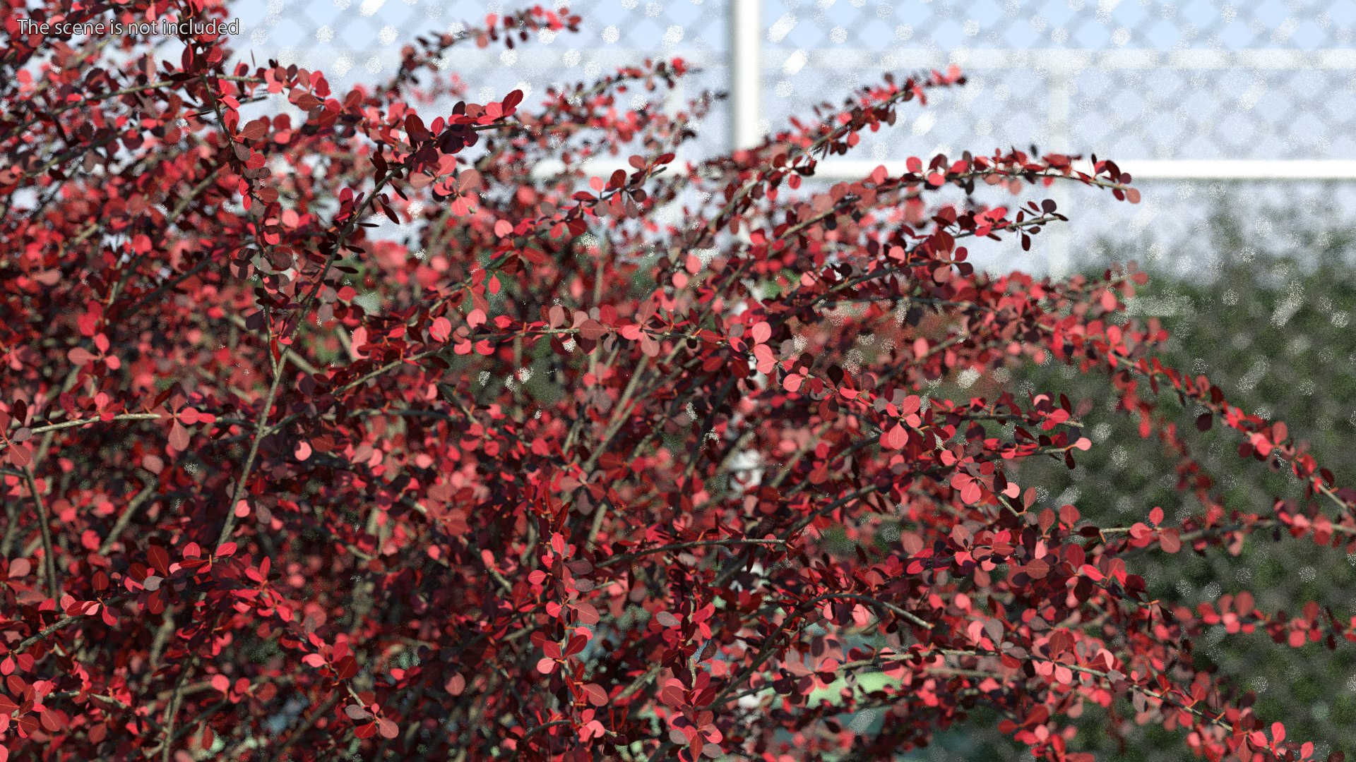 Barberry Bush Red model https://p.turbosquid.com/ts-thumb/jZ/3saKLQ/Ze/barberrybushredmb3dmodel003/jpg/1640876905/1920x1080/fit_q87/4766764dc998561b666719c5e803ede013f76746/barberrybushredmb3dmodel003.jpg