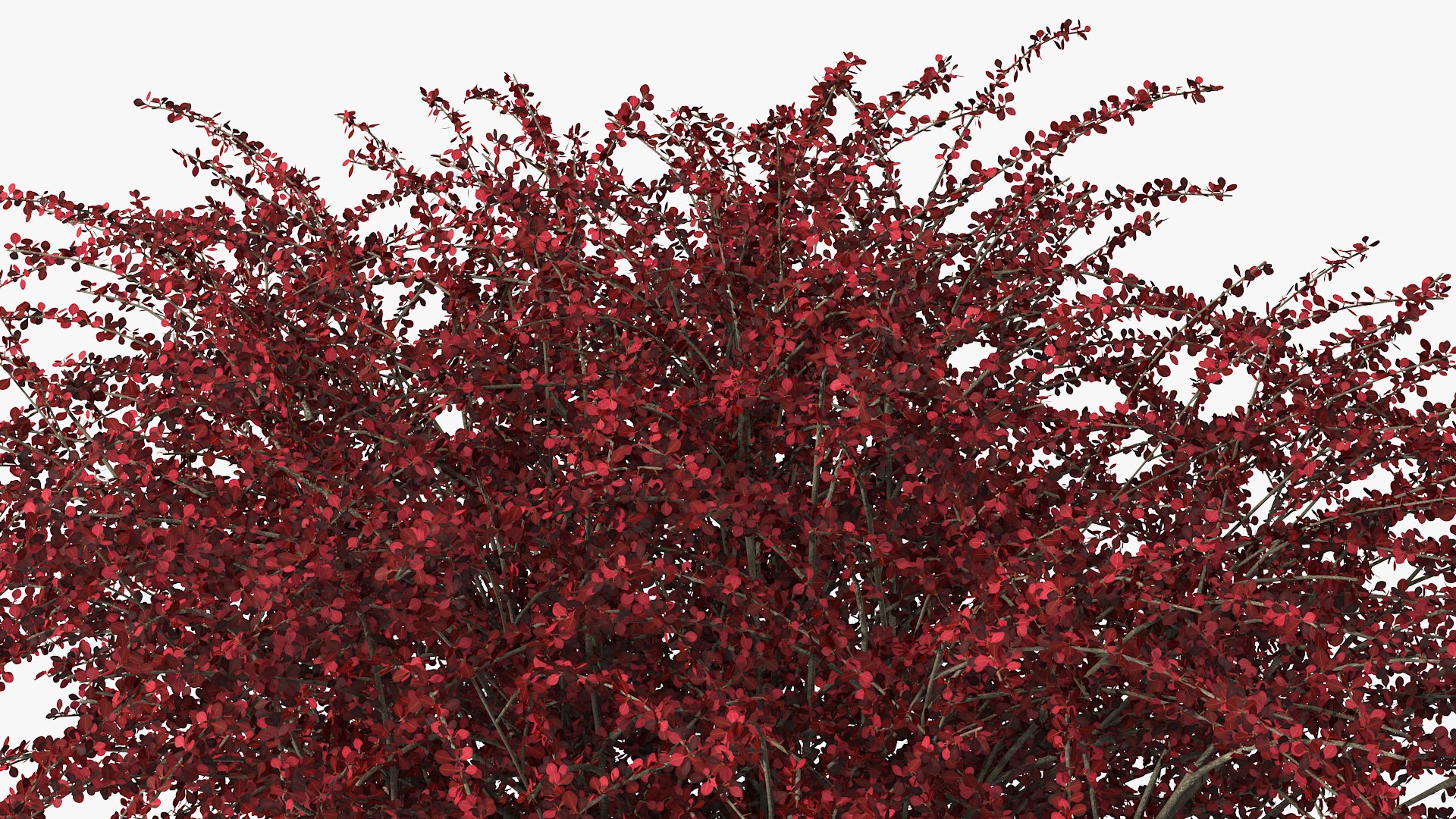 Barberry Bush Red model https://p.turbosquid.com/ts-thumb/jZ/3saKLQ/be/barberrybushredmb3dmodel010/jpg/1640876928/1920x1080/fit_q87/426436fb43ec59c23a2023034dae578b608d805f/barberrybushredmb3dmodel010.jpg