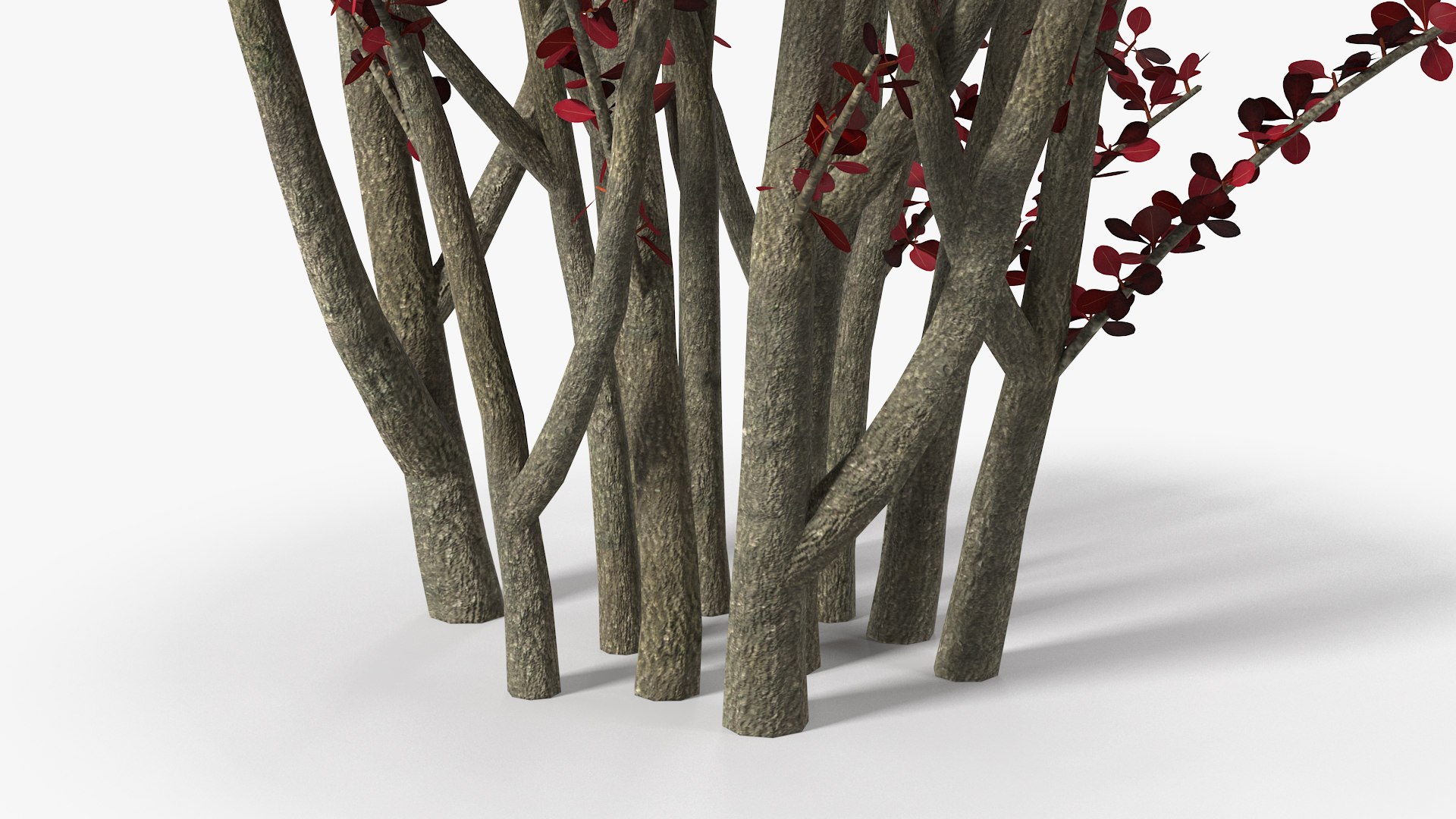 Barberry Bush Red model https://p.turbosquid.com/ts-thumb/jZ/3saKLQ/jr/barberrybushredmb3dmodel014/jpg/1640876940/1920x1080/fit_q87/9e6d90db527233c7607c3f4869f1d5132a662b67/barberrybushredmb3dmodel014.jpg