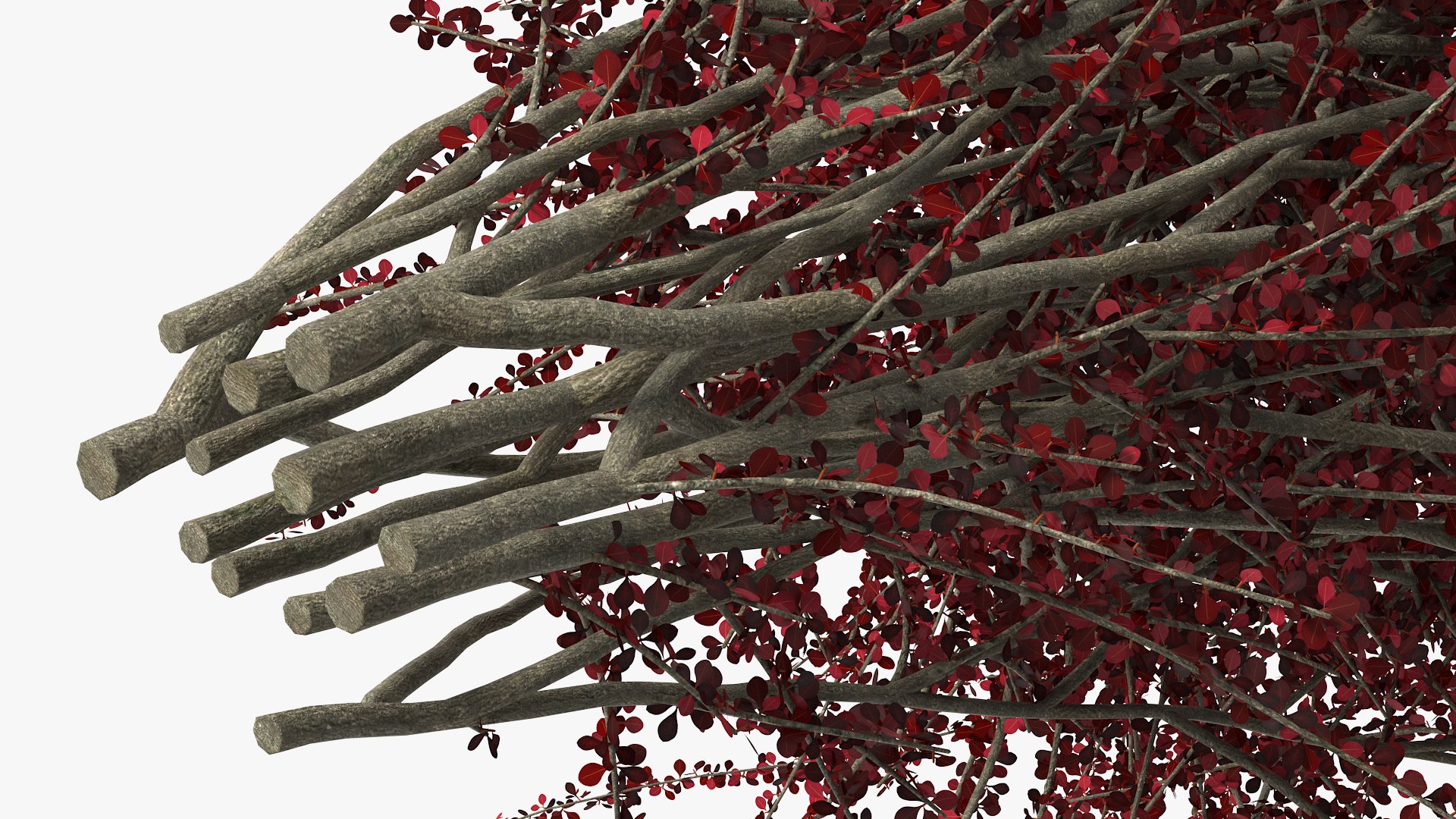 Barberry Bush Red model https://p.turbosquid.com/ts-thumb/jZ/3saKLQ/mu/barberrybushredmb3dmodel013/jpg/1640876937/1920x1080/fit_q87/fee33bff87577773af7517a2f9f69d055b0faa3d/barberrybushredmb3dmodel013.jpg