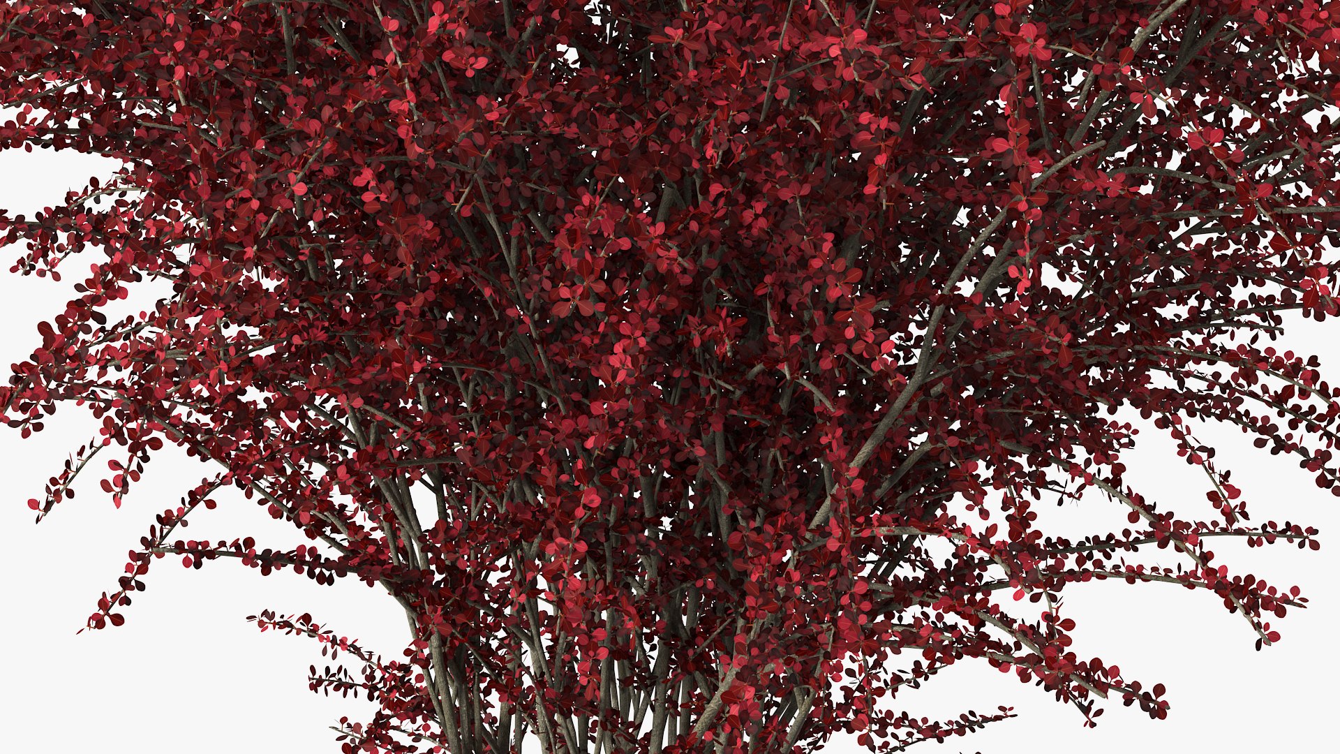 Barberry Bush Red model https://p.turbosquid.com/ts-thumb/jZ/3saKLQ/nH/barberrybushredmb3dmodel012/jpg/1640876934/1920x1080/fit_q87/368d4633d1a53213a4cc185a47044838eeacaa6d/barberrybushredmb3dmodel012.jpg