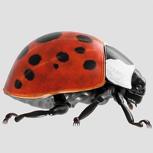 3D Realistic Insect Ladybug  Asset