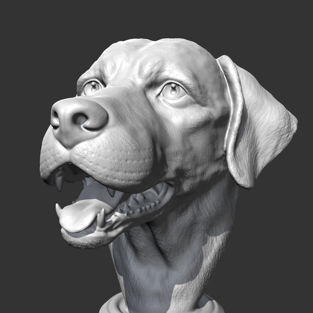 Labrador Retrieve Head AM26 3D Print Model Model - TurboSquid 2184949