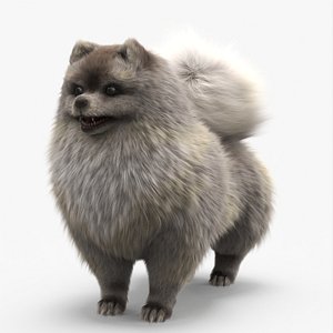 3D Pomeranian Dwarf Spitz Dog Cream Sable Fur for Cinema 4D model