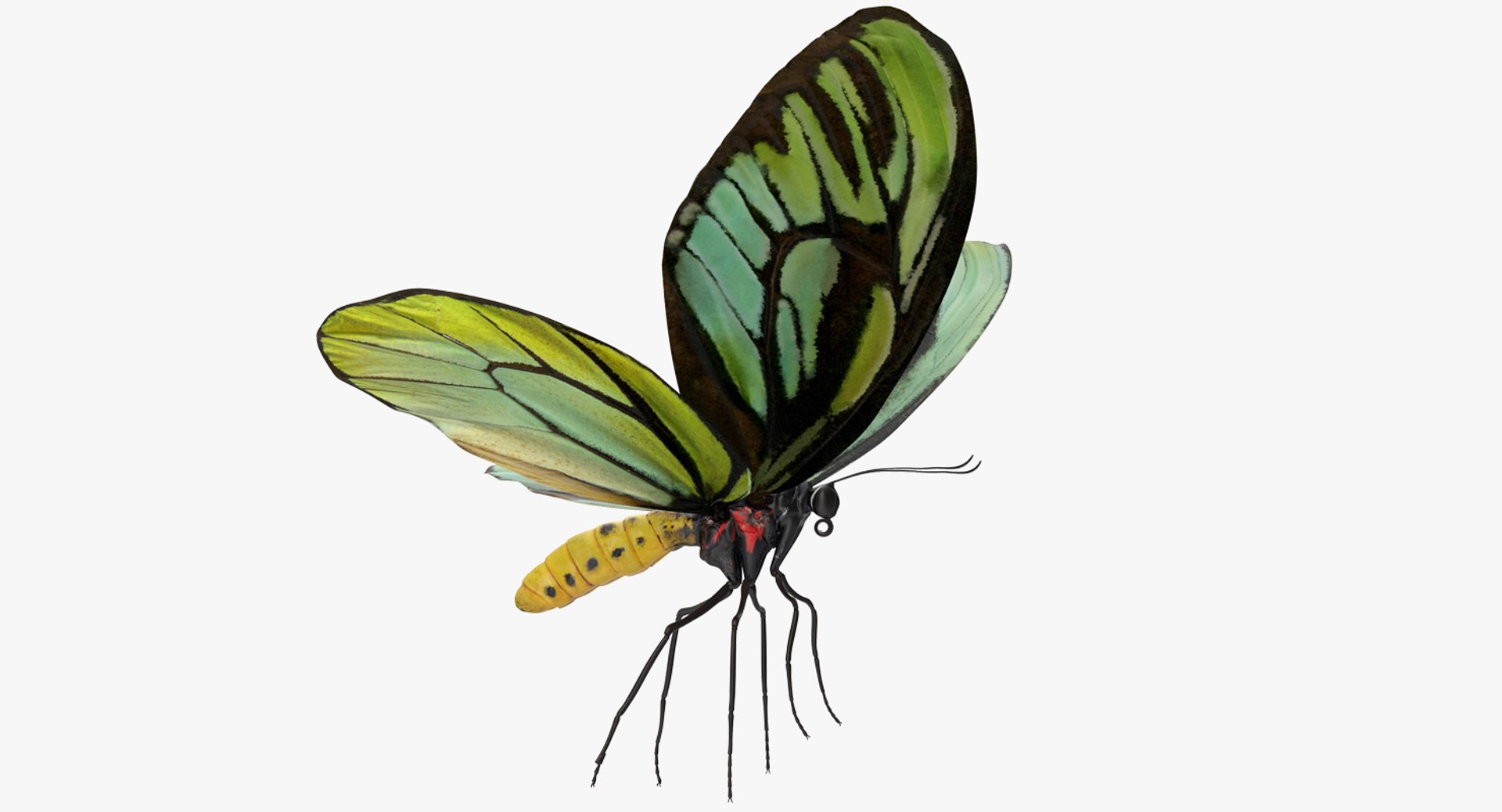 3D queen alexandras birdwing butterfly https://p.turbosquid.com/ts-thumb/jZ/GamHSc/54SeSqAQ/queenalexandrasbirdwingbutterflyriggedcinema4d3dmodel01/jpg/1498282796/1920x1080/fit_q87/78786e81103bd61007417f736fd627d4b7a85fb6/queenalexandrasbirdwingbutterflyriggedcinema4d3dmodel01.jpg