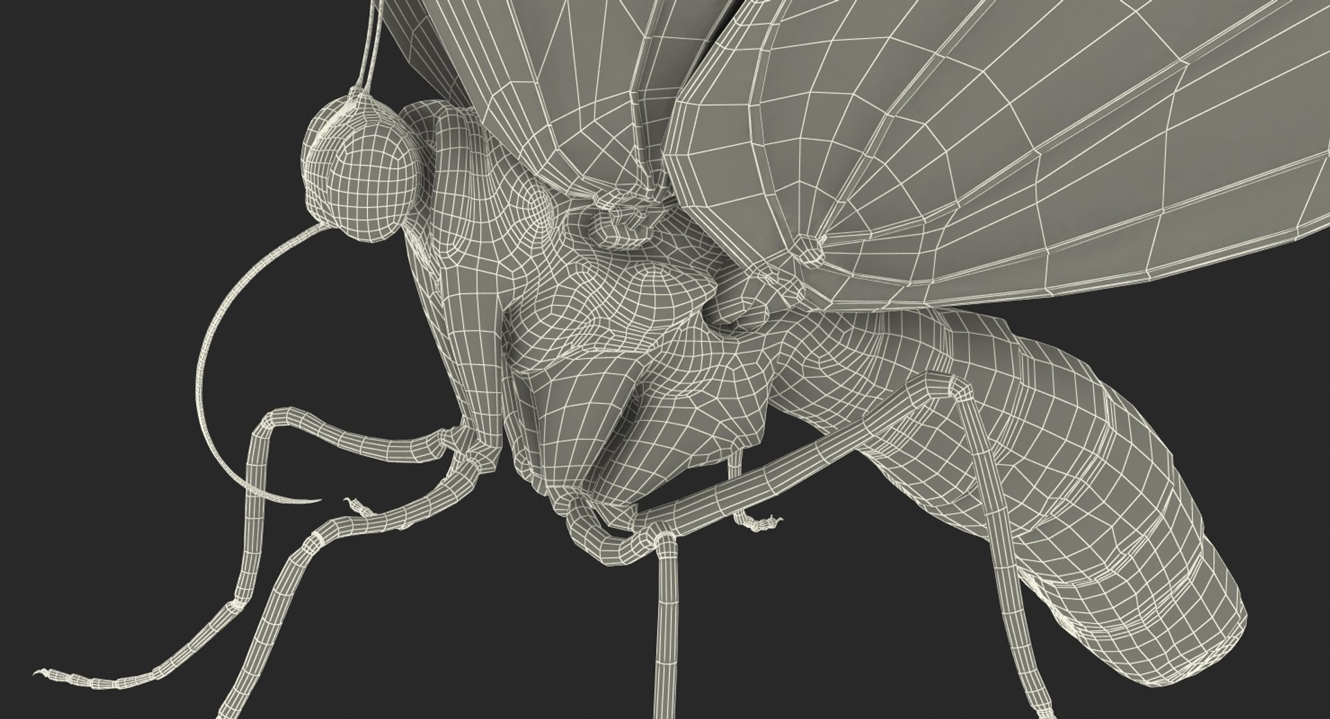 3D queen alexandras birdwing butterfly https://p.turbosquid.com/ts-thumb/jZ/GamHSc/HGABd3u9/queenalexandrasbirdwingbutterflyriggedcinema4d3dmodel22/jpg/1498282797/1920x1080/fit_q87/6e3a20d29685c036218dfdeeb4c5673ba3c4bc53/queenalexandrasbirdwingbutterflyriggedcinema4d3dmodel22.jpg