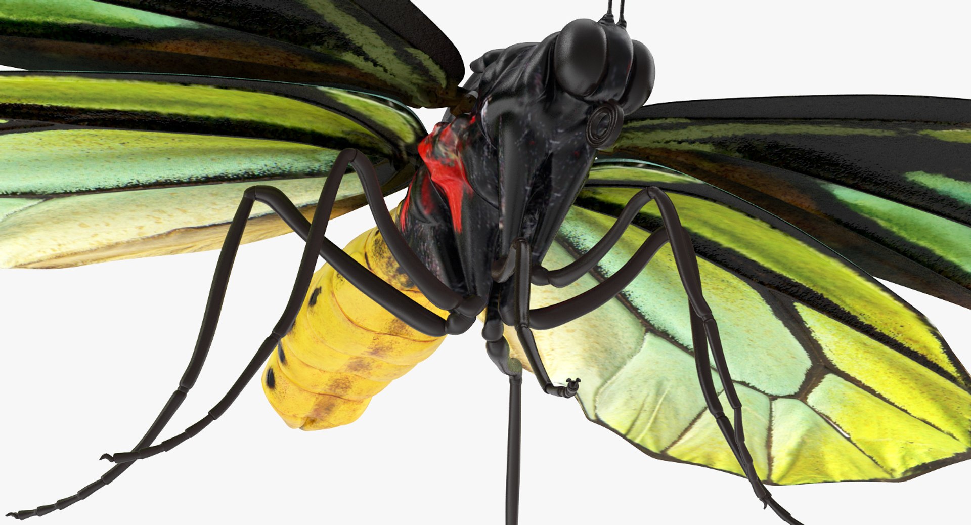 3D queen alexandras birdwing butterfly https://p.turbosquid.com/ts-thumb/jZ/GamHSc/bKbYCNel/queenalexandrasbirdwingbutterflyriggedcinema4d3dmodel11/jpg/1498282796/1920x1080/fit_q87/fa96089394e326939f97419190ed627173f2db62/queenalexandrasbirdwingbutterflyriggedcinema4d3dmodel11.jpg