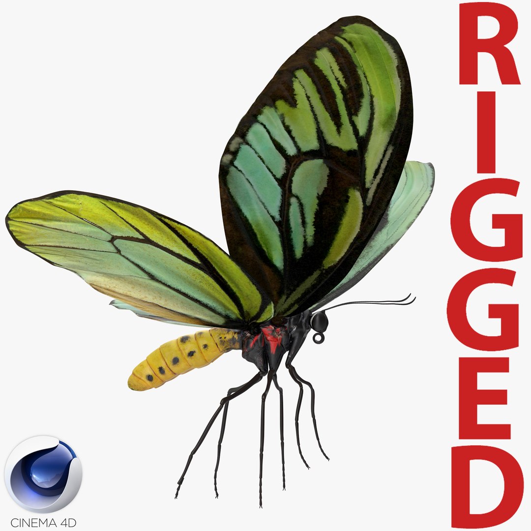 Queen Alexandras Birdwing Butterfly Rigged for Cinema 4D 3D model preview
