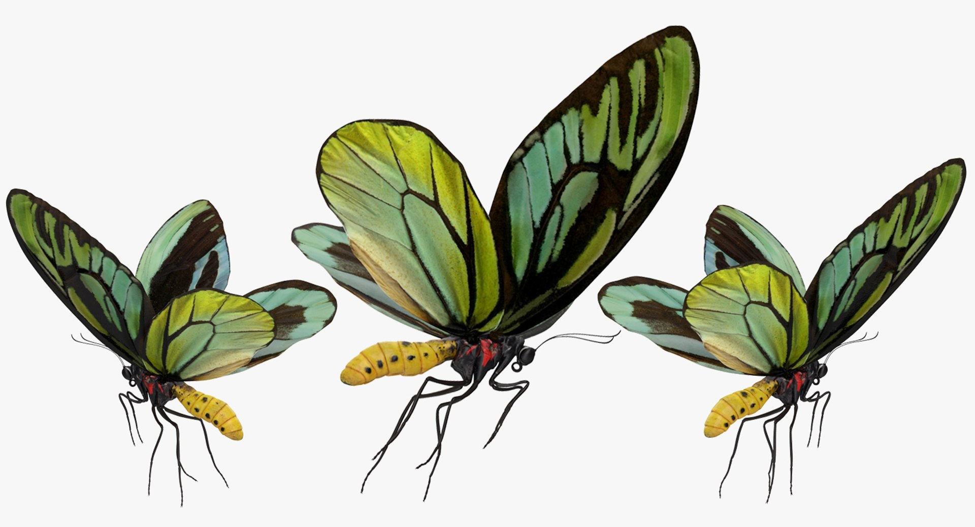 3D queen alexandras birdwing butterfly https://p.turbosquid.com/ts-thumb/jZ/GamHSc/qR56Xbd4/queenalexandrasbirdwingbutterflyriggedcinema4d3dmodel03/jpg/1498282796/1920x1080/fit_q87/3879248676577ea850cb727712e6a19ed40ca319/queenalexandrasbirdwingbutterflyriggedcinema4d3dmodel03.jpg