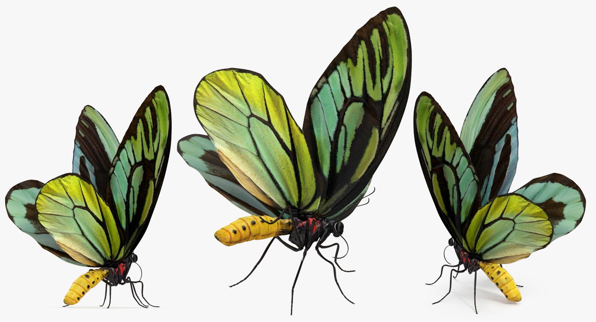 3D queen alexandras birdwing butterfly https://p.turbosquid.com/ts-thumb/jZ/GamHSc/t1136xrW/queenalexandrasbirdwingbutterflyriggedcinema4d3dmodel02/jpg/1498282796/1920x1080/fit_q87/c9ce17e670e6b99211e1198aae8a8836af6daf32/queenalexandrasbirdwingbutterflyriggedcinema4d3dmodel02.jpg