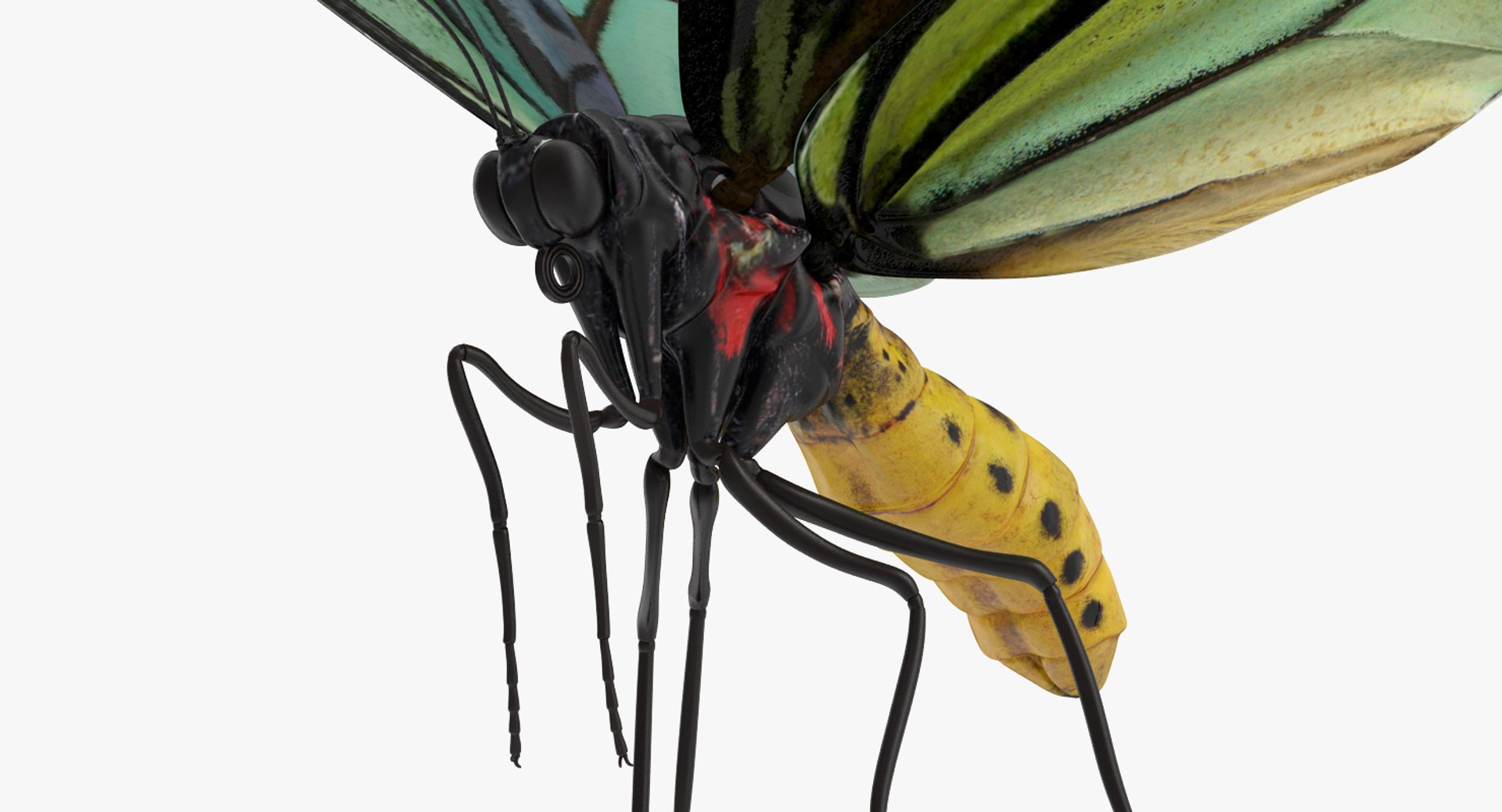 3D queen alexandras birdwing butterfly https://p.turbosquid.com/ts-thumb/jZ/GamHSc/w8ilNqRW/queenalexandrasbirdwingbutterflyriggedcinema4d3dmodel14/jpg/1498282797/1920x1080/fit_q87/e44e7bb8fee6a1c8a7b5c9ee6918bd12750eddd5/queenalexandrasbirdwingbutterflyriggedcinema4d3dmodel14.jpg